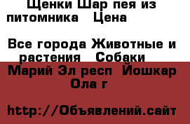 Щенки Шар пея из питомника › Цена ­ 25 000 - Все города Животные и растения » Собаки   . Марий Эл респ.,Йошкар-Ола г.